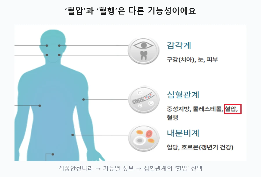 식품안전나라 건강기능식품 기능별 정보에서 심혈관계 혈압 항목을 빨간 테두리로 표시하고 혈행과 구분하도록 안내한 화면
